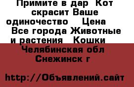 Примите в дар. Кот скрасит Ваше одиночество. › Цена ­ 0 - Все города Животные и растения » Кошки   . Челябинская обл.,Снежинск г.